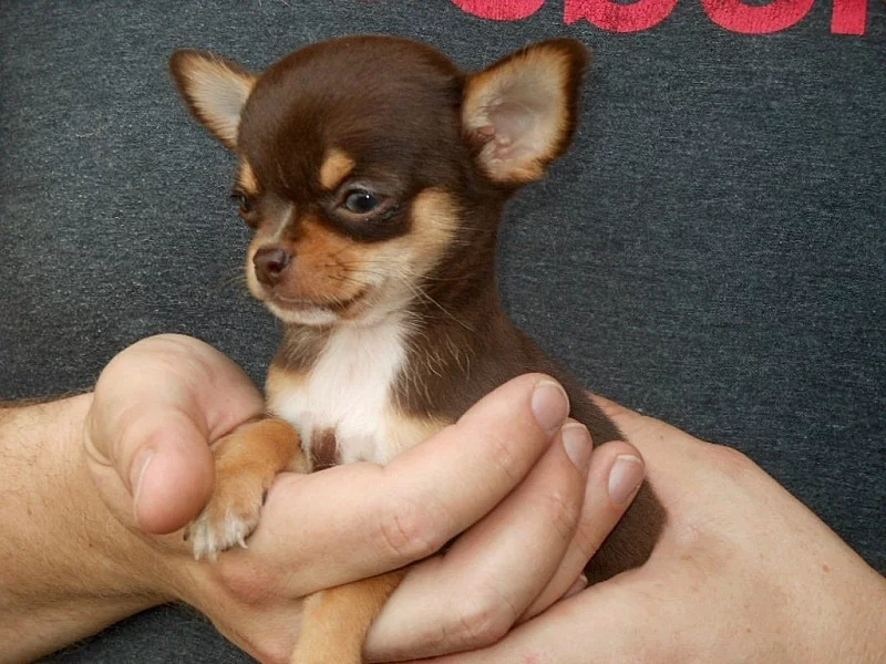 Mini čokoládová čivava pejsek