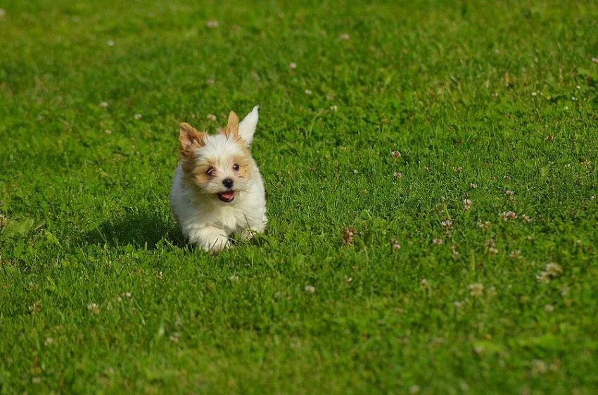 Yorkšírský Terrier Golddust s PP