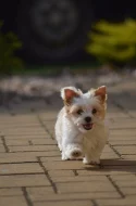 Yorkšírský Terrier Golddust s PP