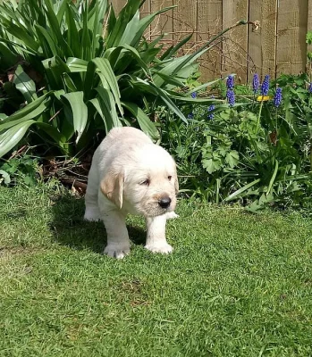 Krásné čisté plemeno zlatých retrívrů