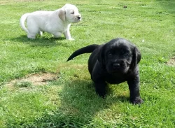 Krásné čisté plemeno zlatých retrívrů