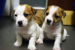 Jackrussell Pup