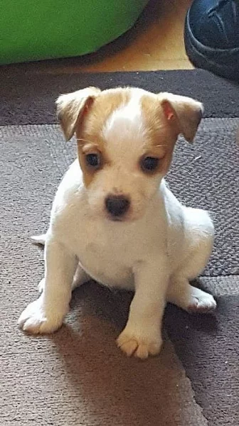 Jackrussell Pup