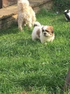 3 Krásná Shih Tzu