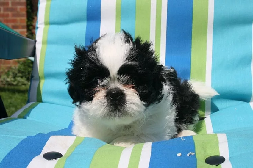 3 Krásná Shih Tzu