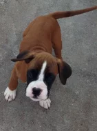 Štěňata boxerů