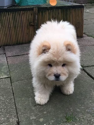 Chow chow Puppy Na prodej