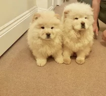 Chow chow Puppy Na prodej
