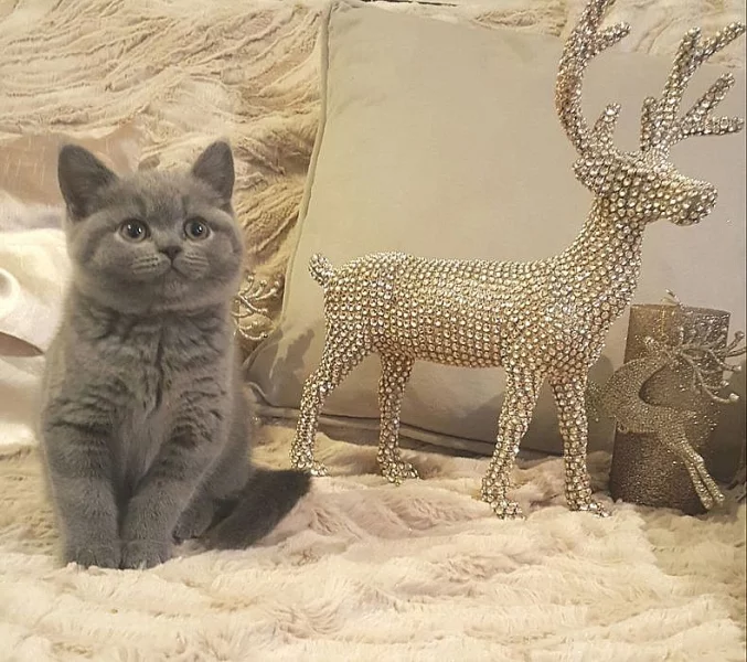 Kvalitní britské krátké koťátko