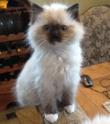 Krásná Ragdoll koťata Pečeť Point