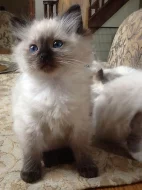 Krásná Ragdoll koťata Pečeť Point