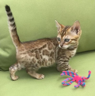 Krásná žena Bengal Kitten