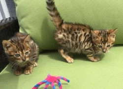 Krásná žena Bengal Kitten