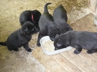 Německý ovčák, celočerná štěńata s PP
