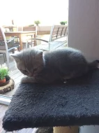 Kotě britská modrá