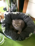 Kotě britská modrá