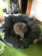 Kotě britská modrá