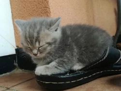 Kotě britská modrá