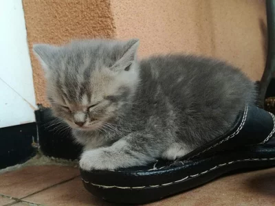 Kotě britská modrá