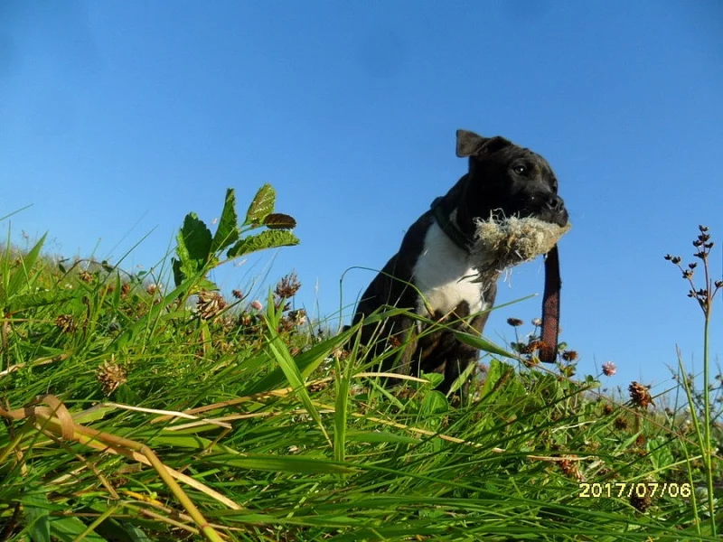 Nádherná štěňátka AST s PP