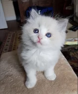 Koťatka Ragdoll bez PP
