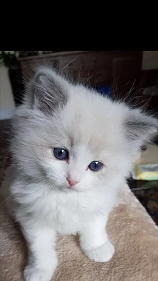 Koťatka Ragdoll bez PP
