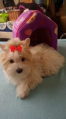 Yorkšírský Terrier Golddust s PP