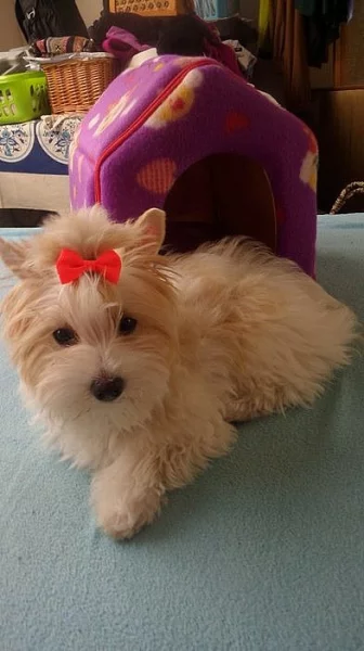 Yorkšírský Terrier Golddust s PP