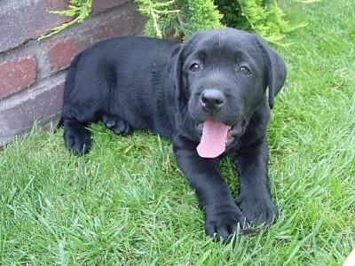 labradorský retrívr-štěně