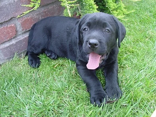 labradorský retrívr-štěně