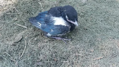 Mládě straky obecné.