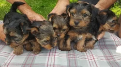 prodám štěňata yorkšírského teriéra