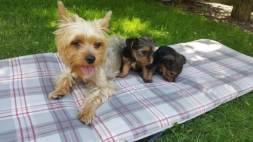 prodám štěňata yorkšírského teriéra