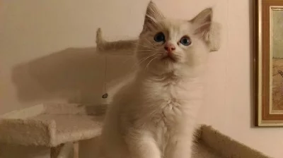 Koťátko ragdoll.