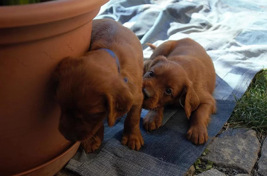 Štěňata Irského setra