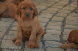 Štěňata Irského setra