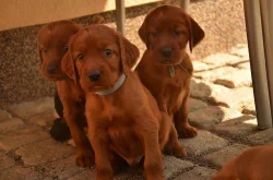 Štěňata Irského setra