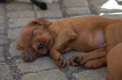 Štěňata Irského setra