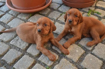 Štěňata Irského setra