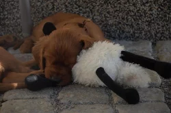 Štěňata Irského setra