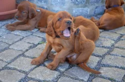 Štěňata Irského setra