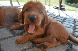 Štěňata Irského setra