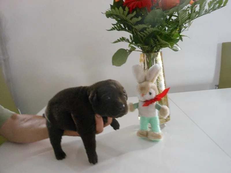 Čokoládová štěňátka labradora