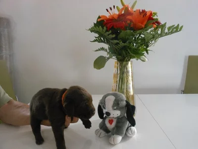 Čokoládová štěňátka labradora