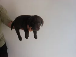 Čokoládová štěňátka labradora