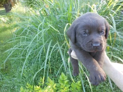 Čokoládová štěňátka labradora