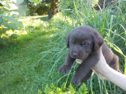 Čokoládová štěňátka labradora