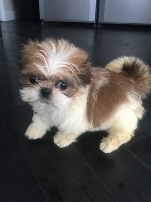 Koupit Shih-tzu