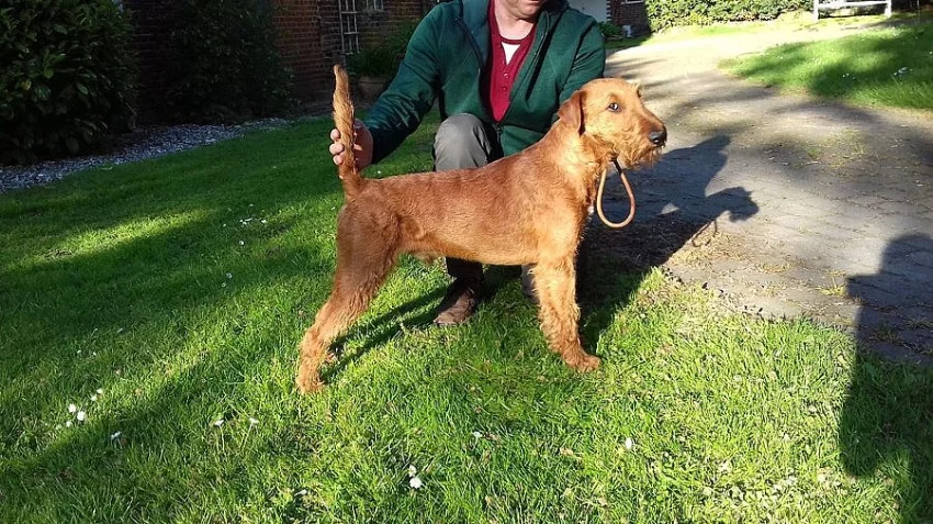 Špičková štěňata Irského teriéra