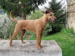 Špičková štěňata Irského teriéra